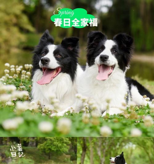 华为手机怎么拍狗子好看？有哪些拍摄技巧？